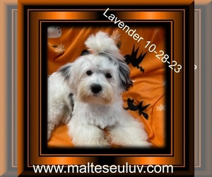 Mal-Shi Puppy for sale in SILVERHILL, AL, USA