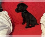 Small #13 Labrador Retriever
