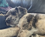 Small Photo #31 Boxer-Poodle (Standard) Mix Puppy For Sale in WEST POINT, VA, USA