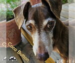 Small Photo #12 Dachshund Puppy For Sale in San Antonio, TX, USA