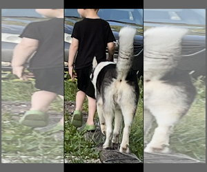 Princess - Female Siberian Husky Dog for Adoption - Photo #2