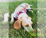 Small #2 Beagle