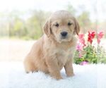 Small #4 Golden Retriever