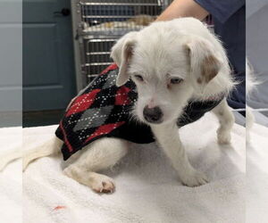 Mutt Dogs for adoption in Chico, CA, USA