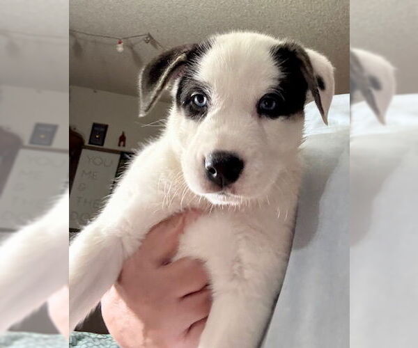 Medium Photo #3 Huskies -Unknown Mix Puppy For Sale in Mesa, AZ, USA