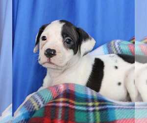 American Staffordshire Terrier-Unknown Mix Dogs for adoption in Minneapolis, MN, USA