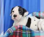 Small American Staffordshire Terrier Mix