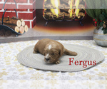 Small Photo #14 Cavapoo Puppy For Sale in CHANUTE, KS, USA