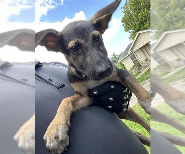 Medium Photo #1 German Shepherd Dog-Unknown Mix Puppy For Sale in Houston, TX, USA