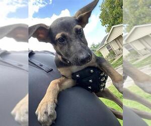 German Shepherd Dog-Unknown Mix Dogs for adoption in Houston, TX, USA