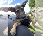 Small German Shepherd Dog Mix
