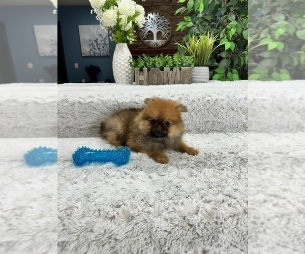 Medium Photo #5 Pomeranian Puppy For Sale in GREENFIELD, IN, USA