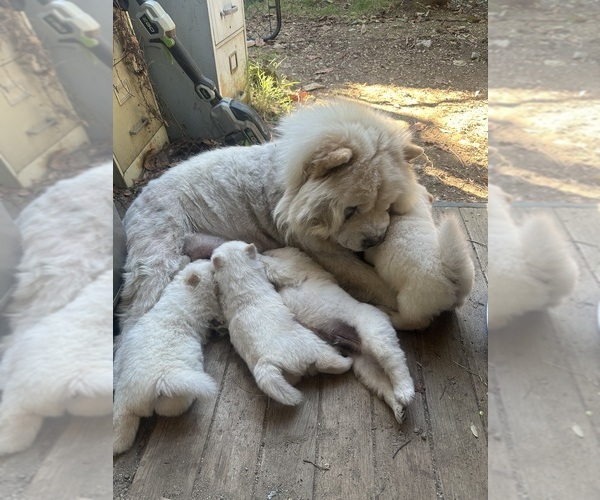 Medium Photo #3 Chow Chow Puppy For Sale in FONTANA, CA, USA