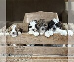 Small #2 ShihPoo