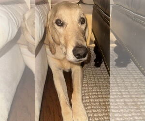 Golden Labrador Dogs for adoption in Fort Worth, TX, USA