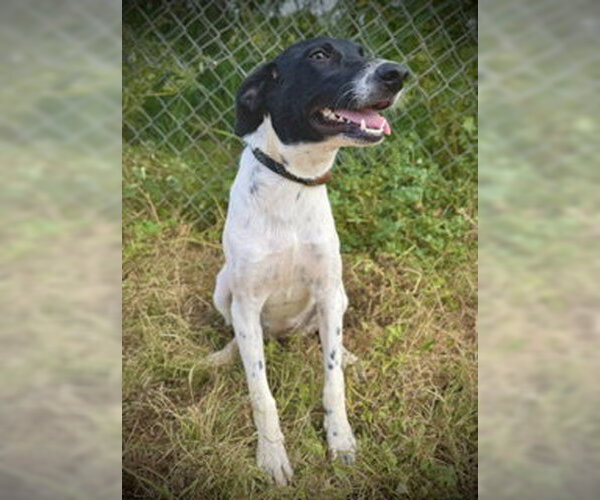 Medium Photo #1 German Shorthaired Pointer-Unknown Mix Puppy For Sale in Pleasanton, TX, USA