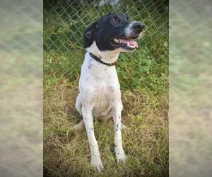 German Shorthaired Pointer-Unknown Mix Dogs for adoption in Pleasanton, TX, USA