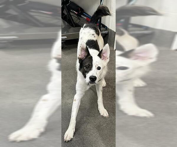 Medium Photo #1 Huskies -Unknown Mix Puppy For Sale in Forestville, MD, USA