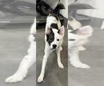 Small Huskies  Mix
