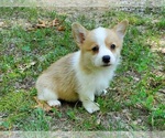 Small Photo #6 Pembroke Welsh Corgi Puppy For Sale in CLARK, MO, USA