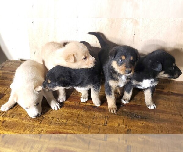 Medium Photo #8 English Shepherd-German Shepherd Dog Mix Puppy For Sale in ETNA GREEN, IN, USA