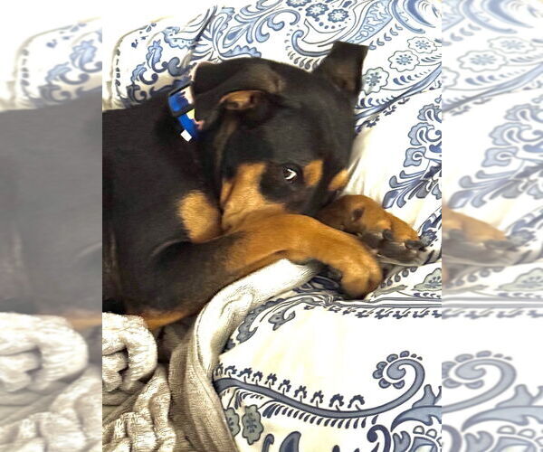 Medium Photo #11 Rotterman Puppy For Sale in Lakewood, CO, USA