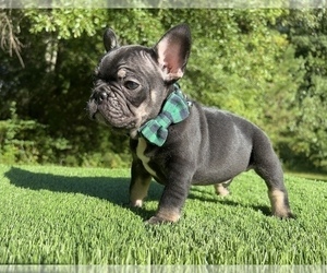 French Bulldog Puppy for sale in LOCUST GROVE, GA, USA