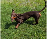 Small #6 Dachshund