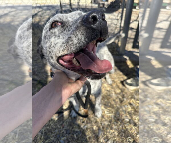 Medium Photo #4 Mutt Puppy For Sale in Las Vegas, NM, USA