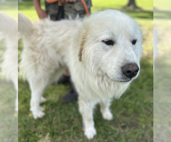 Medium Photo #2 Great Pyrenees Puppy For Sale in Thomasville, NC, USA