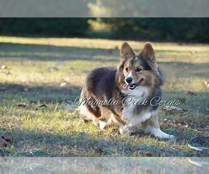 Father of the Pembroke Welsh Corgi puppies born on 03/04/2023