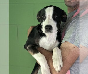 Labbe Dogs for adoption in Elmsford, NY, USA