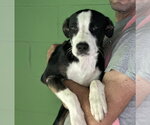 Leaf Peeper available 10/24 - Female Labbe Dog for Adoption - Small photo