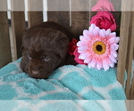Puppy Lizzie Labrador Retriever
