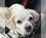 Small #7 Pug Mix