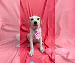 Small #2 Labrador Retriever-Pug Mix