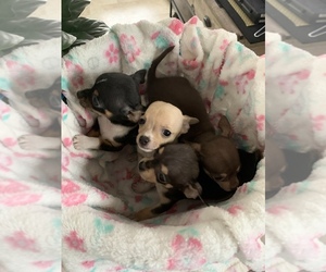 Chihuahua Puppy for sale in HUDSON, FL, USA
