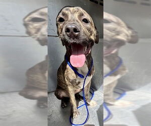 American Pit Bull Terrier-Unknown Mix Dogs for adoption in Waco, TX, USA