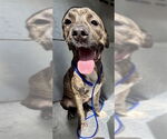 Small American Pit Bull Terrier Mix