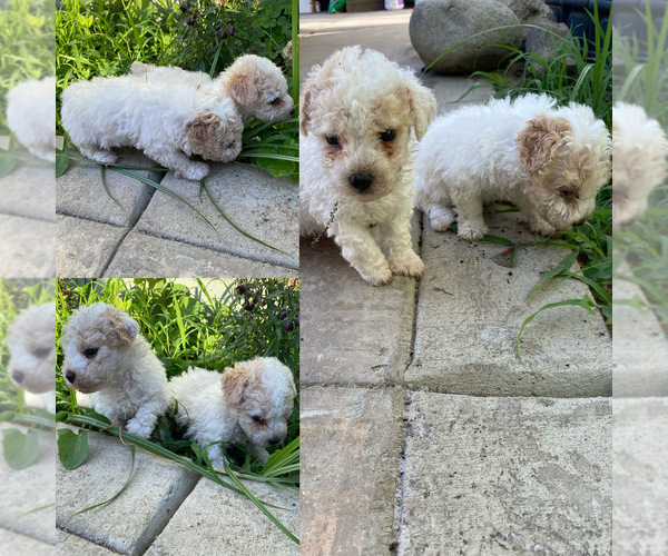 Medium Photo #1 Poodle (Toy) Puppy For Sale in EXETER, CA, USA
