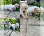 Small Photo #1 Poodle (Toy) Puppy For Sale in EXETER, CA, USA