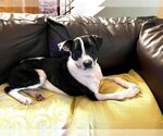 Small Photo #2 American Pit Bull Terrier-Unknown Mix Puppy For Sale in Munford, TN, USA