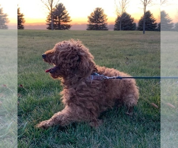 Medium Photo #1 Goldendoodle (Miniature) Puppy For Sale in HULL, IA, USA