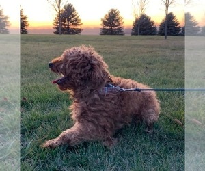 Father of the Goldendoodle (Miniature) puppies born on 03/28/2025