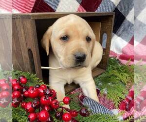Labrador Retriever Puppy for sale in DAYTON, VA, USA