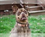 Small #4 American Staffordshire Terrier-Bulldog Mix