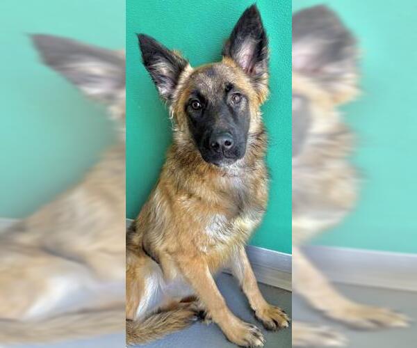 Medium Photo #1 German Shepherd Dog-Unknown Mix Puppy For Sale in Visalia, CA, USA