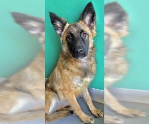 German Shepherd Dog-Unknown Mix Dogs for adoption in Visalia, CA, USA