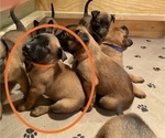 Small Photo #17 Belgian Malinois Puppy For Sale in LABADIE, MO, USA