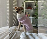 Small #12 Chihuahua Mix